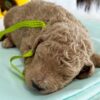 🐾 Cash – Mini Goldendoodle Rüde (12 Wochen) - Image 2