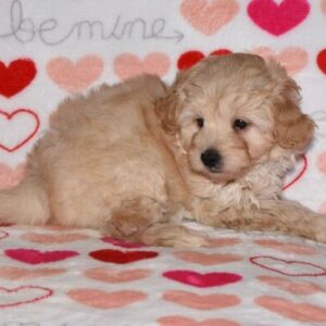 🐾 Gavyn – Mini Goldendoodle Rüde (12 Wochen)