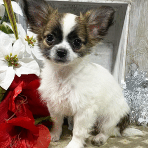 🐾 Kyler – Chihuahua Rüde (12 Wochen)