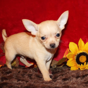 🐾 Mikey – Chihuahua Rüde (12 Wochen)