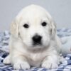 🐾 Nissan – Golden Retriever Rüde (12 Wochen) - Image 2