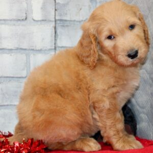 🐾 Malcolm – Mini Goldendoodle Rüde (12 Wochen)
