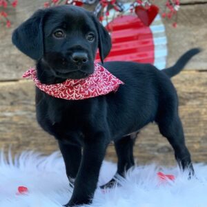 🐾 Tucker – Labrador Rüde (12 Wochen)