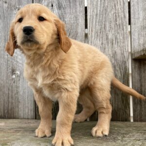 🐾 Clara – Golden Retriever Hündin (12 Wochen)