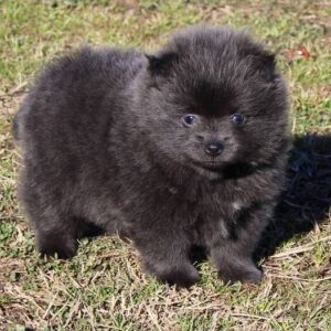 🐾 Juliet – Pomeranian Hündin, 12 Wochen alt