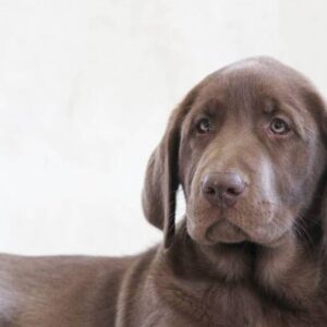 🐾 Fran – Labrador Hündin, 12 Wochen alt