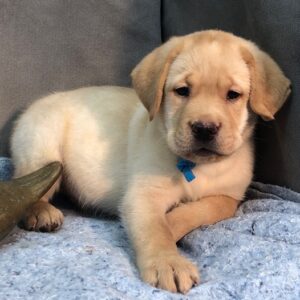 🐾 Nelson – Labrador Rüde (12 Wochen)