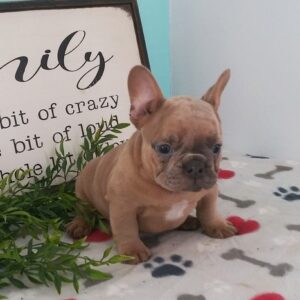 🐾 Baxter – Französische Bulldogge Hündin, 12 Wochen alt