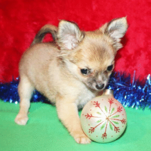 🐾 Mandy – Chihuahua Hündin (12 Wochen)