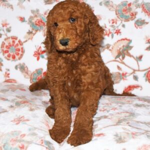 🐾 Reuben – Mini Pudel Rüde, 12 Wochen alt