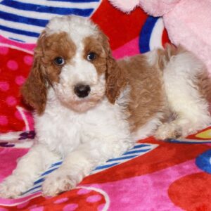 🐾 Traeger – Mini Pudel Rüde, 12 Wochen alt
