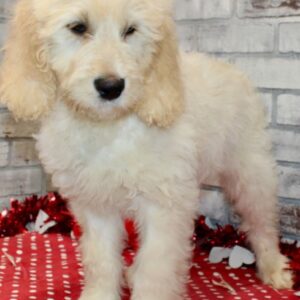🐾 Sid – Standard Goldendoodle Rüde (12 Wochen)