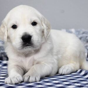 🐾 Nissan – Golden Retriever Rüde (12 Wochen)