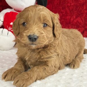 🐾 Vic – Mini Goldendoodle Rüde (12 Wochen)
