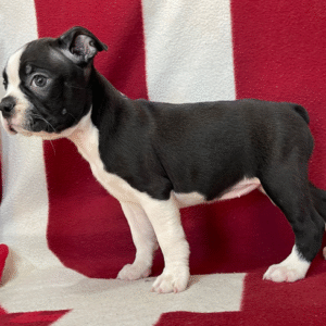 🐾 Amber – Boston Terrier Hündin (12 Wochen alt)
