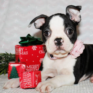 🐾 Avery – Boston Terrier Hündin (12 Wochen)