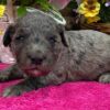 🐾 Colin – Standard Goldendoodle Rüde (12 Wochen)