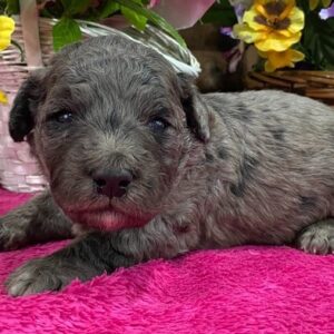 🐾 Colin – Standard Goldendoodle Rüde (12 Wochen)