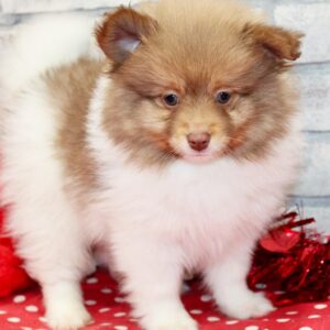 🐾 Luke – Pomeranian Rüde, 12 Wochen alt