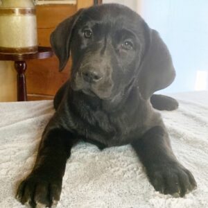 Olive – Weibliche Labrador Welpin, 12 Wochen alt