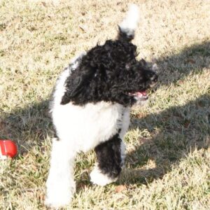 🐾 Scotty – Mini Pudel Rüde, 12 Wochen alt