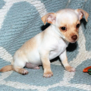 🐾 Devoe – Chihuahua Rüde (12 Wochen)