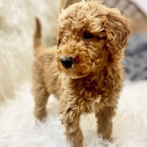 🐾 Rhode – Standard Goldendoodle Rüde (12 Wochen)