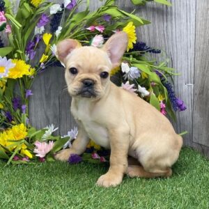 🐾 Demi – Französische Bulldogge Hündin, 12 Wochen alt