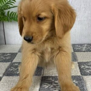 🐾 Donner – Golden Retriever Rüde (12 Wochen)