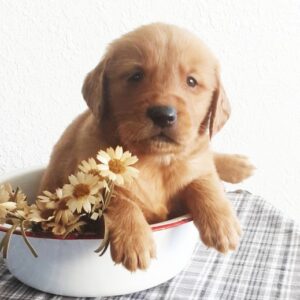 🐾 Beckett – Golden Retriever Rüde (12 Wochen)