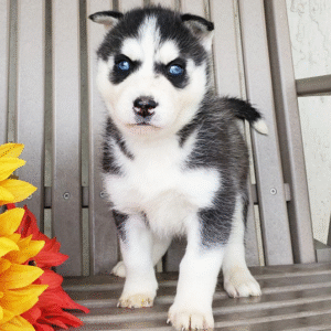 🐾 Jenna – Siberian Husky Hündin (12 Wochen)