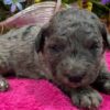 🐾 Colin – Standard Goldendoodle Rüde (12 Wochen) - Image 2