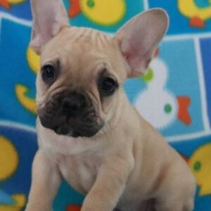 🐾 Dozer – Französische Bulldogge Hündin, 12 Wochen alt