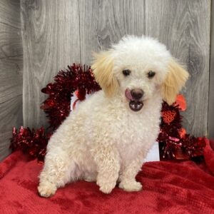 🐾 Jane – Mini Pudel Hündin, 12 Wochen alt