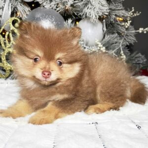 🐾 Liam – Pomeranian Rüde, 12 Wochen alt