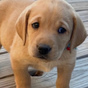 🐾 Lyle – Labrador Hündin (12 Wochen)