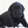 🐾 Naomi – Labrador Hündin (12 Wochen)