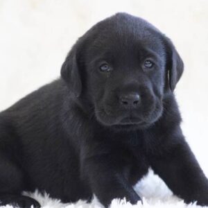 🐾 Naomi – Labrador Hündin (12 Wochen)