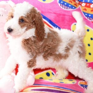 🐾 Linda – Mini Pudel Hündin, 12 Wochen alt