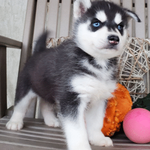 🐾 Buddy – Siberian Husky Rüde (12 Wochen)