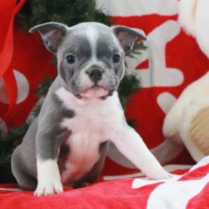🐾 Conrad – Boston Terrier Rüde (12 Wochen)