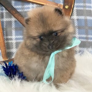 🐾 Dasher – Pomeranian Rüde, 12 Wochen alt