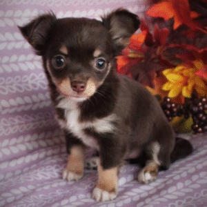 🐾 Dovie – Chihuahua Hündin (12 Wochen)