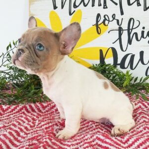 🐾 Emily – Französische Bulldogge Hündin, 12 Wochen alt