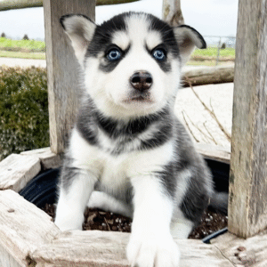 🐾 Ella – Siberian Husky Hündin (12 Wochen)
