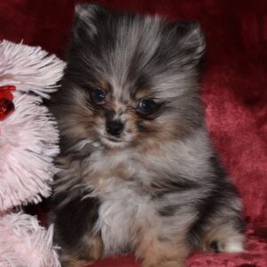 🐾 Feisty – Pomeranian Hündin, 12 Wochen alt