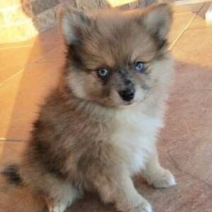 🐾 Freckles – Pomeranian Rüde, 12 Wochen alt