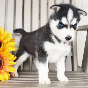 🐾 Frosty – Siberian Husky Rüde (12 Wochen)