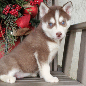 🐾 Kayleen – Siberian Husky Hündin (12 Wochen)