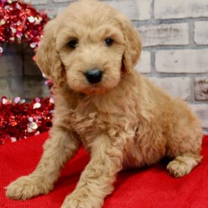 🐾 Millie – Standard Goldendoodle Hündin (12 Wochen)